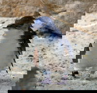 Granite Island Nature Park - Guided Penguin Tours - Accommodation Fremantle