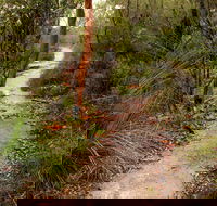 Great North walk - Brisbane Water National Park - Accommodation Fremantle