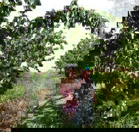 Harben Vale Pick Your Own Cherries - Accommodation Fremantle