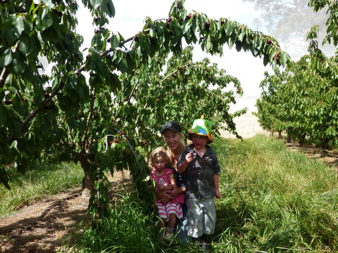 Harben Vale Pick Your Own Cherries - Accommodation Fremantle 0