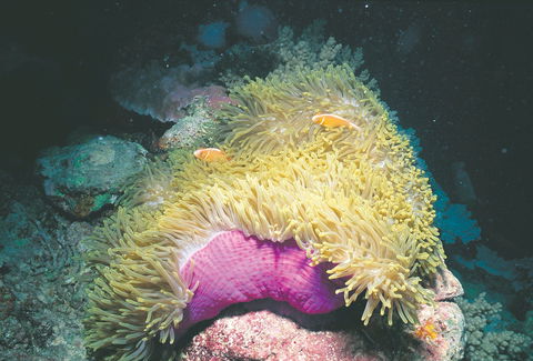 Rowley Shoals - Accommodation Fremantle 2