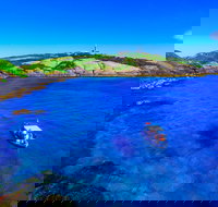 Snorkelling Montague Island - Accommodation Fremantle