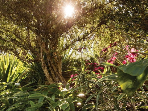 Wendy Whiteley's Secret Garden - Accommodation Fremantle 1