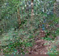 Blackbutt walking track - Accommodation Fremantle