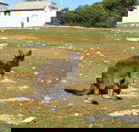 Cape Borda Lightstation - Flinders Chase National Park - Accommodation Fremantle
