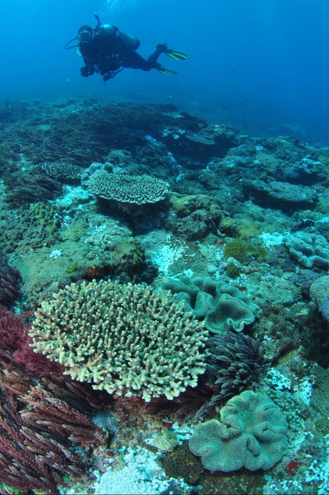 Hanging Rock Dive Site - Accommodation Fremantle 0