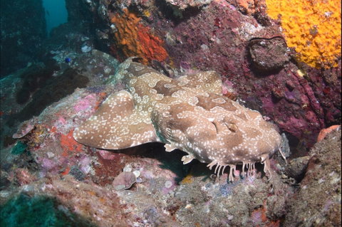 Hanging Rock Dive Site - Accommodation Fremantle 1
