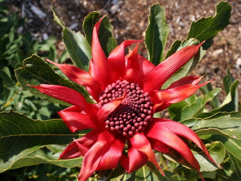 Inverawe Native Gardens - Accommodation Fremantle 0