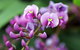 Inverawe Native Gardens - thumb 2