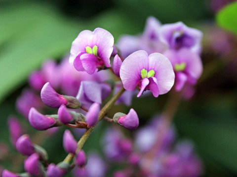 Inverawe Native Gardens - Accommodation Fremantle 2
