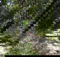 Karloo Walking Track - Accommodation Fremantle