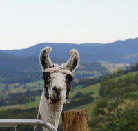 Llama Walks Tasmania - Accommodation Fremantle