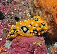 Magic Mountain Dive Site - Accommodation Fremantle