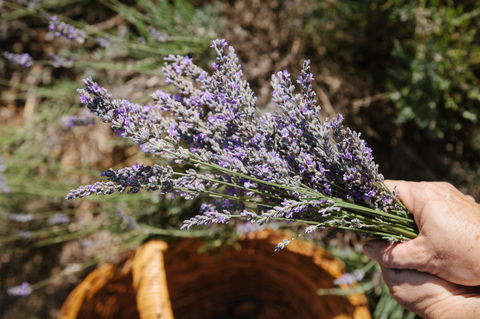 Nannup Lavender Farm - Accommodation Fremantle 2