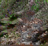 Understory Art In Nature - Accommodation Fremantle