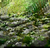 Wodi Wodi Walking Track - Accommodation Fremantle