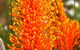 Wongan Hills Wildflowers - thumb 0