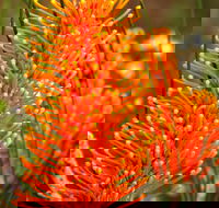 Wongan Hills Wildflowers - Accommodation Fremantle