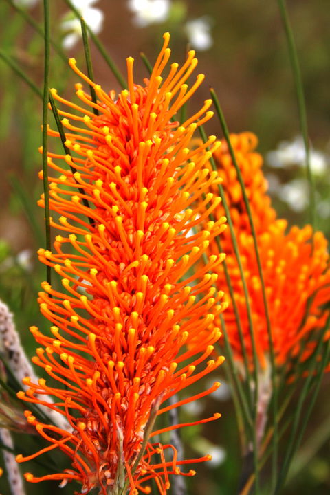Wongan Hills Wildflowers - Accommodation Fremantle 0