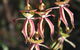 Wongan Hills Wildflowers - thumb 1