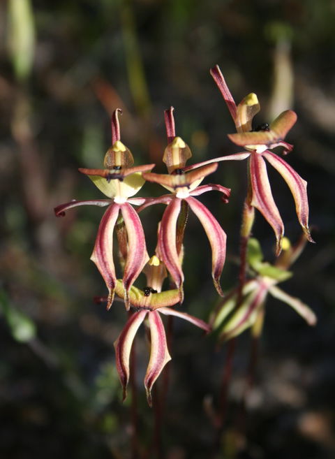 Wongan Hills Wildflowers - Accommodation Fremantle 1