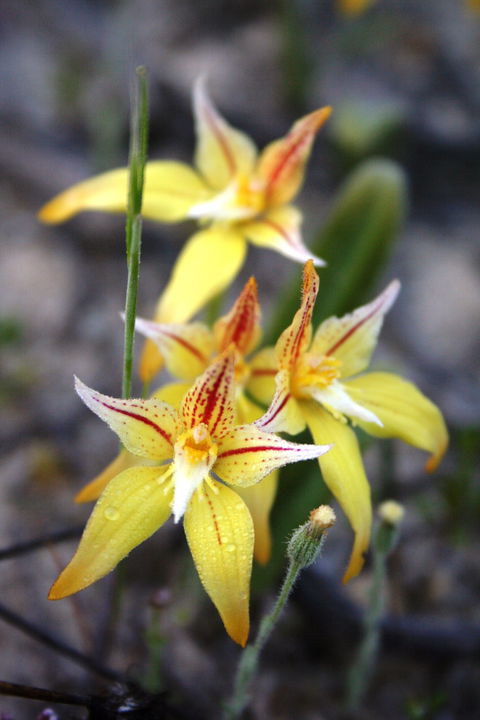 Wongan Hills Wildflowers - Accommodation Fremantle 2