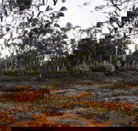 Woylie Walk Dryandra Woodland - Accommodation Fremantle