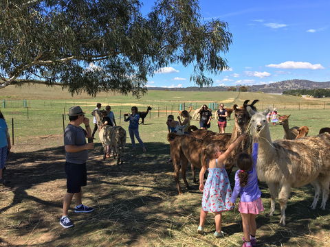 Alpaca Magic Stud - Accommodation Fremantle 0