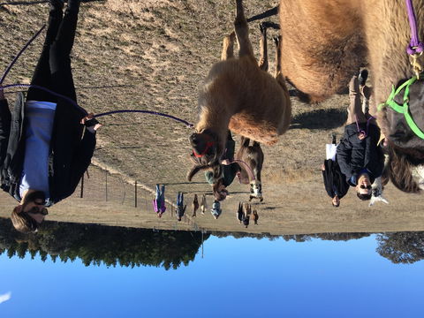Alpaca Magic Stud - Accommodation Fremantle 1