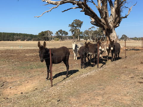 Alpaca Magic Stud - Accommodation Fremantle 2