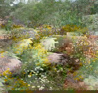 Ben Hall's Cave Walking Track - Accommodation Fremantle