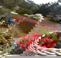 Blue Hills Berries and Cherries - Accommodation Fremantle