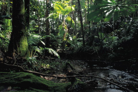 Cape Tribulation, Daintree National Park - Accommodation Fremantle 2