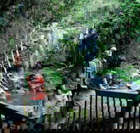 Curtis Falls track Tamborine National Park - Accommodation Fremantle