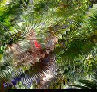 Depot Beach Rainforest Walk - Accommodation Fremantle