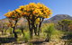Esperance Wildflower Trail - thumb 2