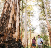 Jarrahland Wildflower Trail - Accommodation Fremantle