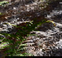 Langwarrin Flora and Fauna Reserve Walking Trails - Accommodation Fremantle