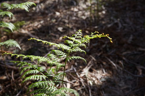 Langwarrin Flora And Fauna Reserve Walking Trails - Accommodation Fremantle 0