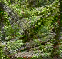 Lyrebird Walking Track - Accommodation Fremantle