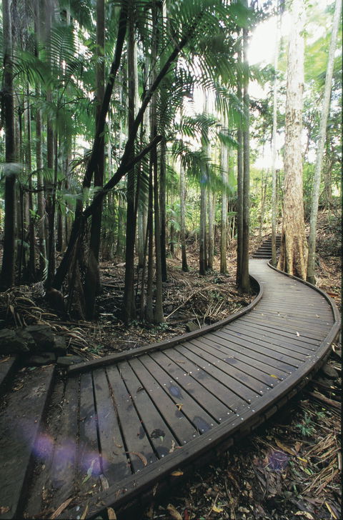 Mapleton Falls National Park - Accommodation Fremantle 1