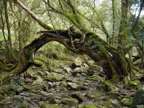Mitchell River Walking Track - Accommodation Fremantle 0