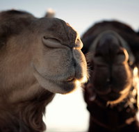 Outback Camel Festival Trail - Accommodation Fremantle