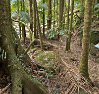 Palm Forest Walking Track - Accommodation Fremantle