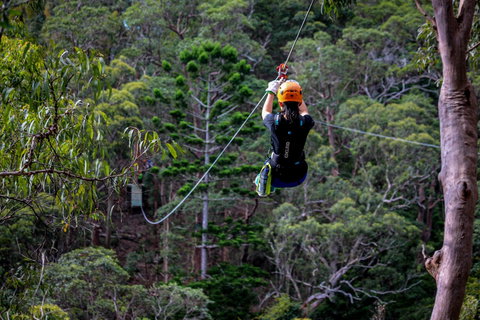 Thunderbird Park ® - Tamborine Mountain, Gold Coast Region - Accommodation Fremantle 2