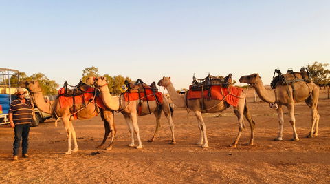 Broken Hill Camels - Accommodation Fremantle 0