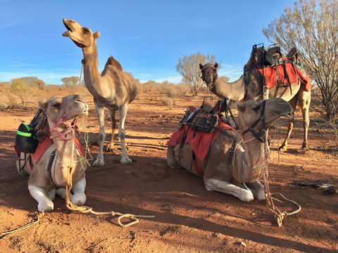 Broken Hill Camels - Accommodation Fremantle 1