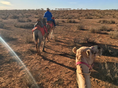 Broken Hill Camels - Accommodation Fremantle 2