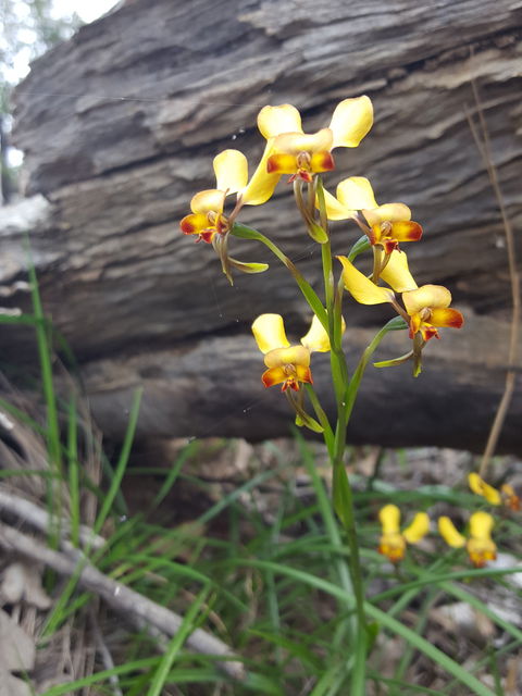 Dawn Atwell Nature Reserve - Accommodation Fremantle 0