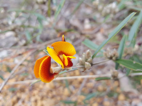 Dawn Atwell Nature Reserve - Accommodation Fremantle 1